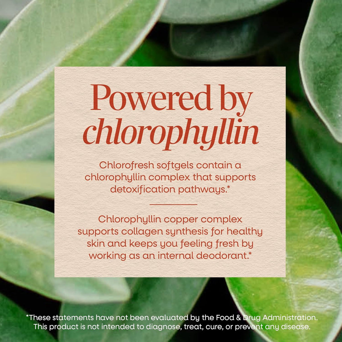 Nature's Way Chlorofresh Chlorophyll Concentrate Softgels, 90 ct