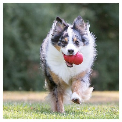 KONG Refillable Classic Chew Dog Toy - XL